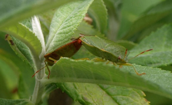Palomena prasina
