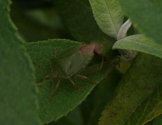 Palomena prasina