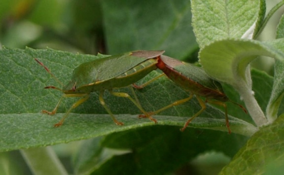 Palomena prasina