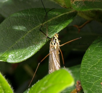 Nephrotoma sp.