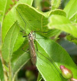 Nephrotoma sp.