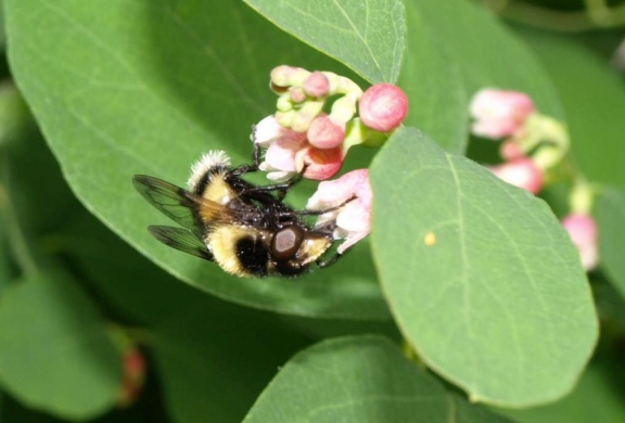 Volucella bombylans