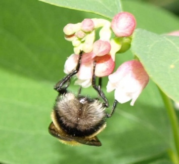 Volucella bombylans