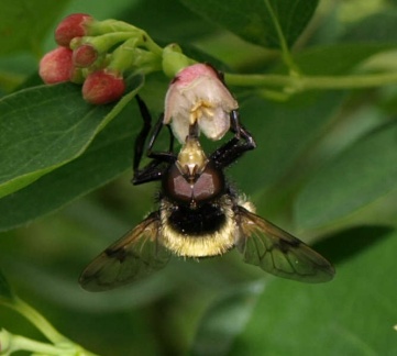 Volucella bombylans