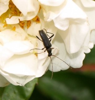 Grammoptera ruficornis