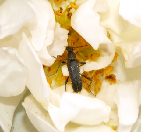 Grammoptera ruficornis