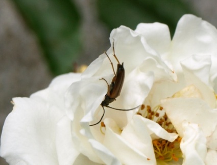 Alosterna tabacicolor