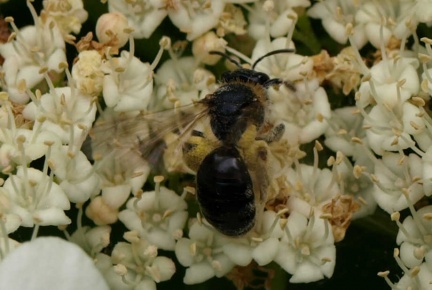 Andrena sp.
