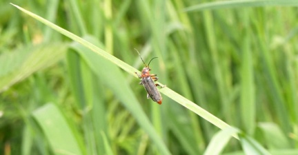 Cantharis rustica