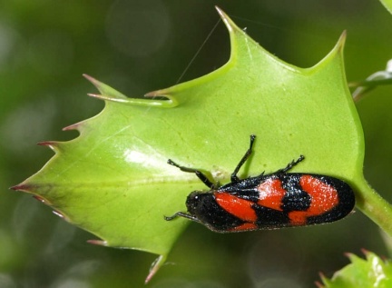 Cercopis vulnerata
