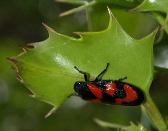 Cercopis vulnerata