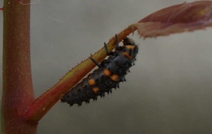 Coccinella septempunctata (larve)