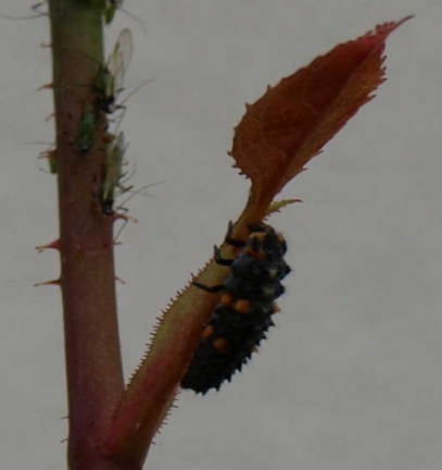 Coccinella septempunctata (larve)
