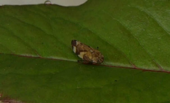Philaenus spumarius