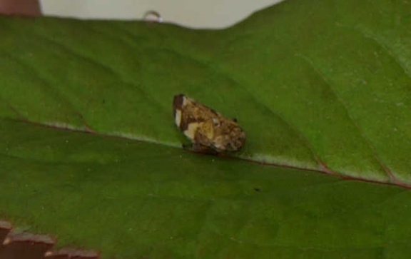 Philaenus spumarius