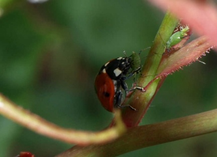 Coccinella septempunctata