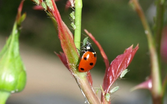 Coccinella septempunctata