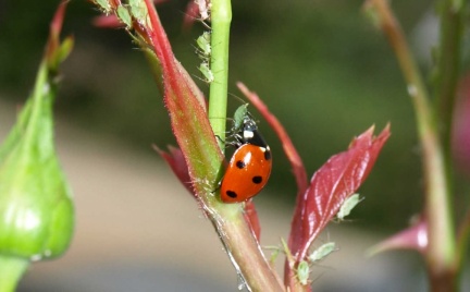 Coccinella septempunctata