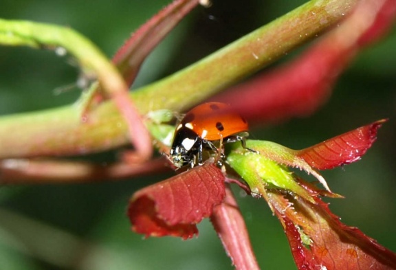 Coccinella septempunctata