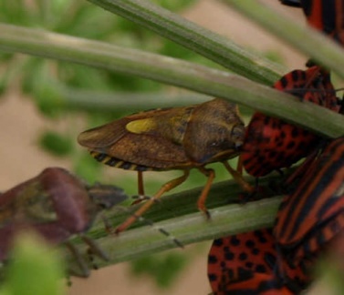 Carpocoris purpurpenis