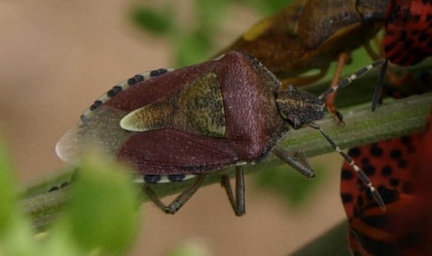 Dolycoris baccarum
