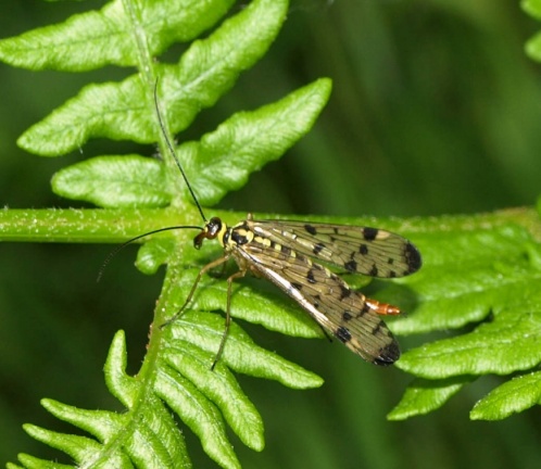 Panorpa germanica (femelle)