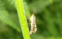 Panorpa germanica (femelle)