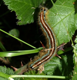 Malacosoma neustria (chenille)