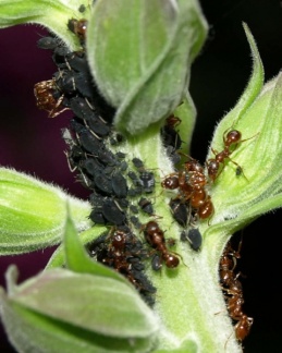 Aphaenogaster subterranea