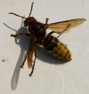 Vespa crabro