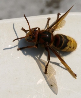 Vespa crabro