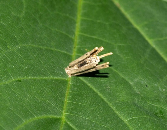 Psyche sp.