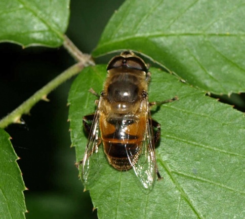 Eristalis tenax