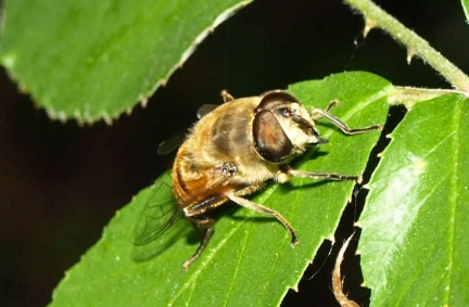 Eristalis tenax