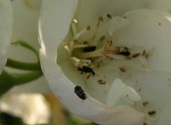 Meligethes sp.
