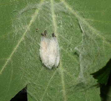 Yponomeuta sp. (chrysalide)