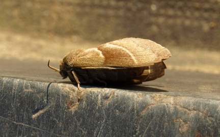 Macrothylacia rubi (femelle)