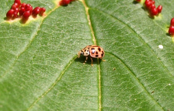 Oenopia conglobata