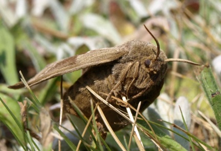 Macrothylacia rubi (femelle)