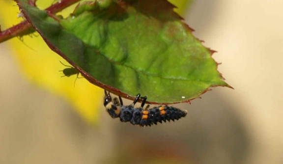 Coccinella septempunctata (larve)