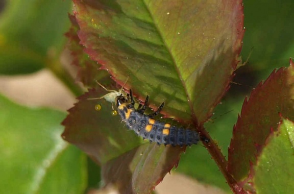 Coccinella septempunctata (larve)