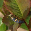 Coccinella septempunctata (larve)