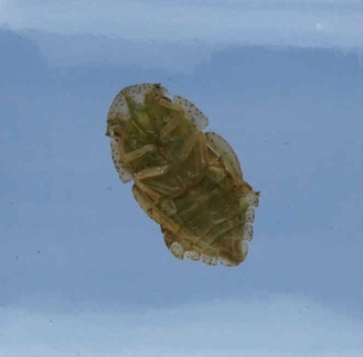 Ledra aurita (larve)
