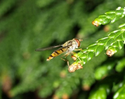 Episyrphus balteatus