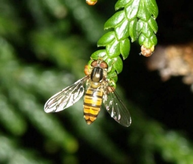 Episyrphus balteatus