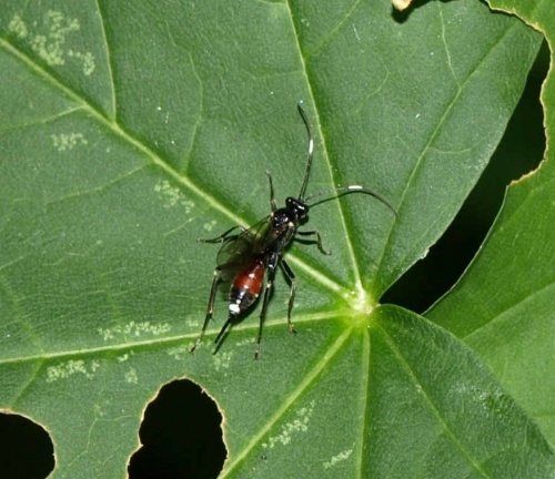 Cryptinae sp. 