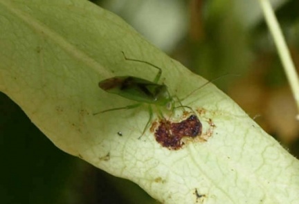 Neolygus viridis
