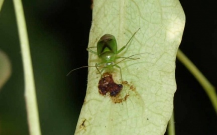Neolygus viridis