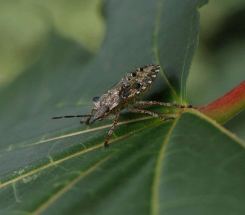 Pentatoma rufipes (larve)