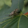 Pentatoma rufipes (larve)